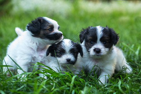 绿草上的小可爱小狗巴比龙图片