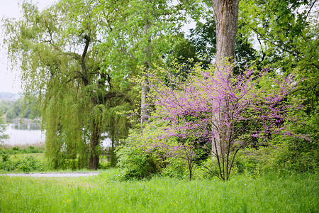 紫荆树春天开花丁香小花背景图片