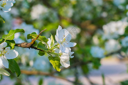 早春开花的苹果树的分支图片
