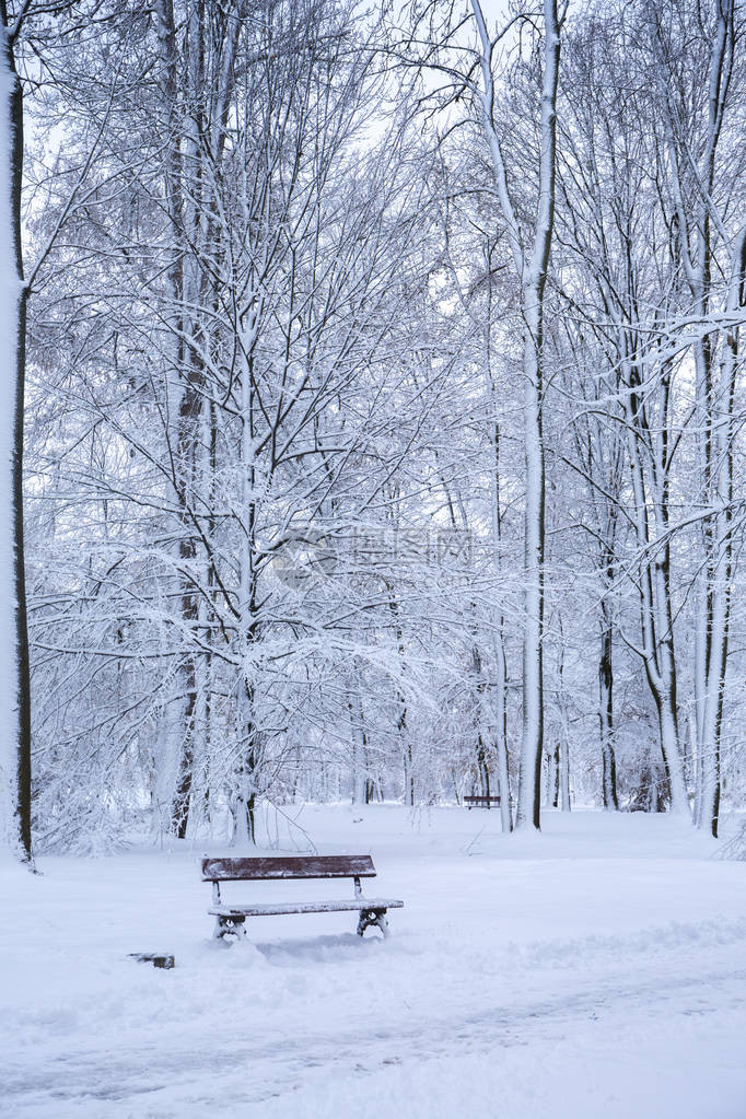 公园里美丽的冬季雪景图片