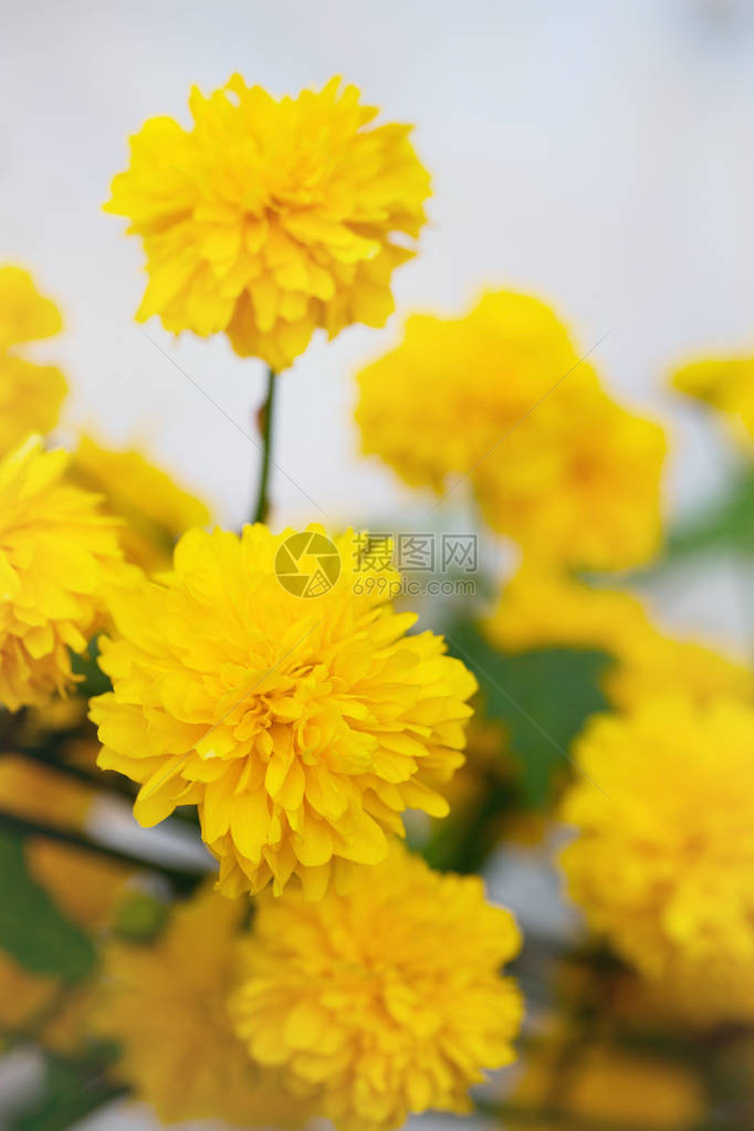 花园里的鲜花灌木日本的图片