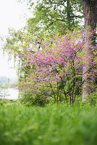 扁平金表冠紫荆树春天开花丁香小花背景