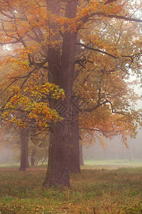 有老橡树的秋天森林在雾图片