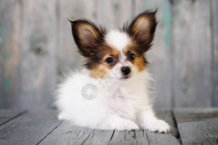 木制背景的可爱的小狗Papi图片