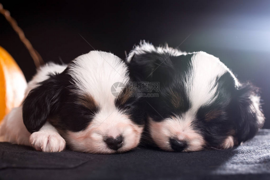 两只小狗的种儿巴比隆躺在万图片