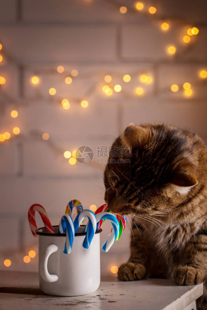 猫咪对杯子里的圣诞图片