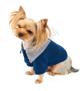 一只穿着蓝色宠物夹克的约克夏犬图片