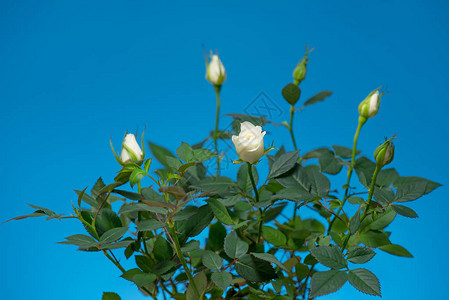 绿布什蓝底带鲜白玫瑰花迷你玫背景图片
