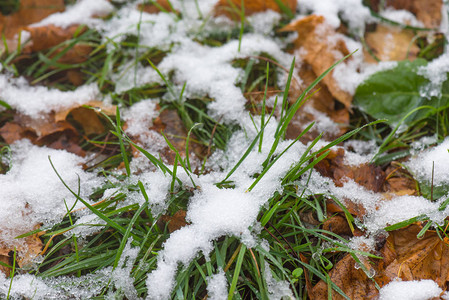 在公园融化的雪关闭顶视图泉水白雪融冰图片