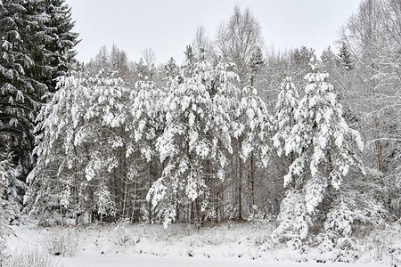 雪中的冬季森林立陶宛的白雪皑的森林圣诞节时美图片