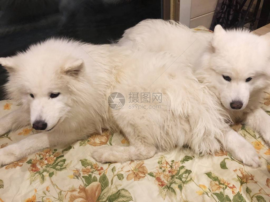 床上的大白狗萨摩耶图片
