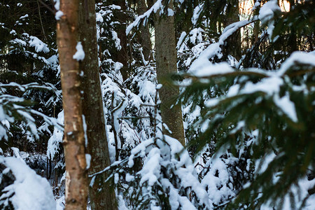 雪中的树木关闭森林摄影图片