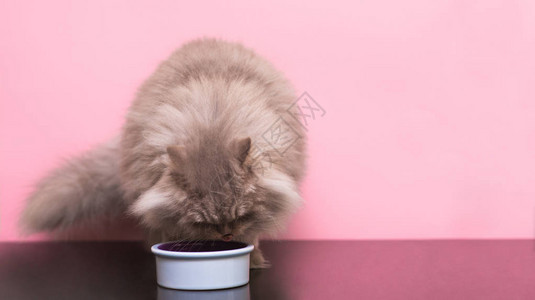 毛茸的灰猫从粉红色背景的盘子里吃宠物食品吃宠物一只猫从图片