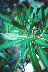 外来植物的叶子一片热带森林有狭窄叶子的分支有植图片