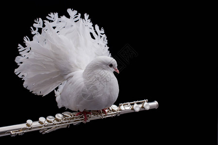 白鸽在笛子上的白鸽在黑色背景图片