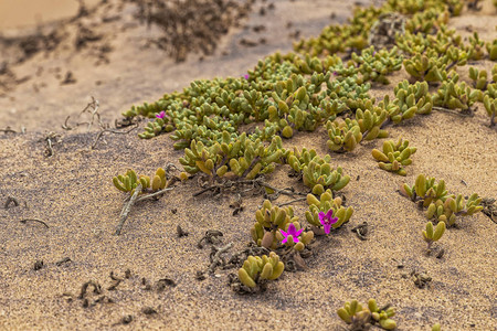 纳米贝沙漠的沙丘上植被接近的地方图片