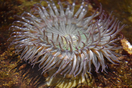 水族馆里的海葵高清图片