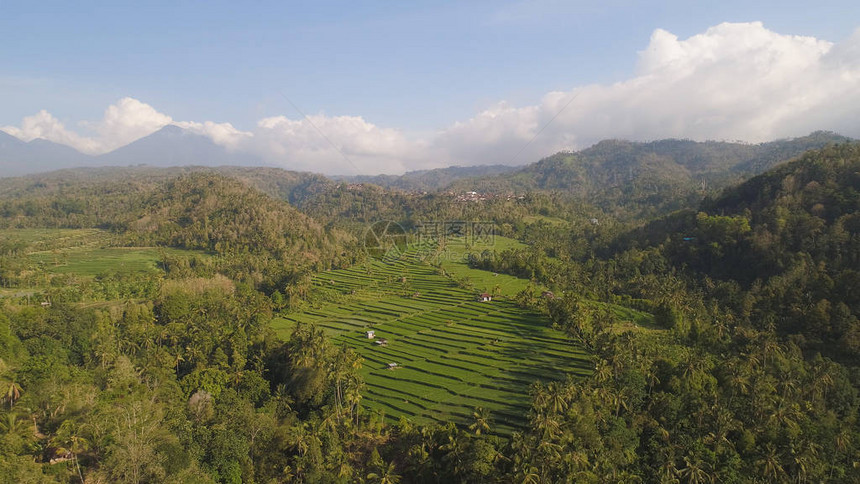 绿色水稻梯田野和农田与庄稼印度尼西亚巴厘岛农村有水稻梯田农作图片