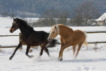 两匹马在横雨雪背景图片