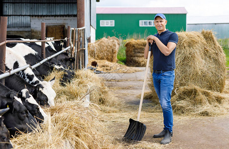 农场背景奶牛的积极农民图片