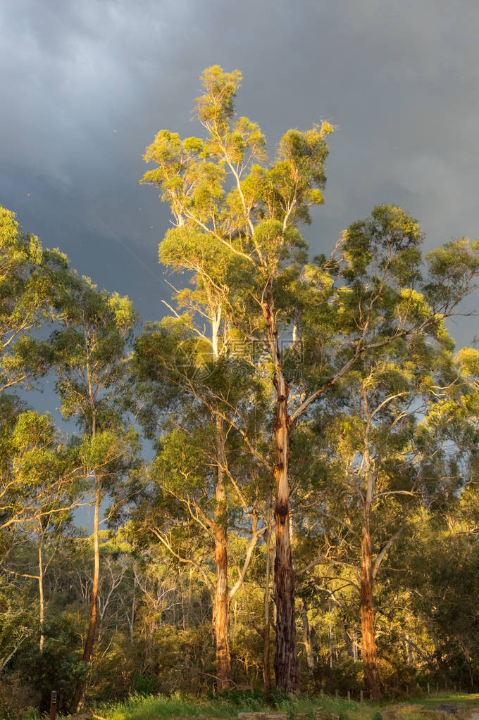 澳大利亚郊区墨尔本Warrandyte的阴暗潮湿的天空下图片