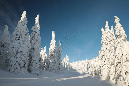 冬天风景中通往山顶的小径图片