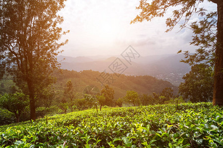 茶园斯里兰卡的茶园景观图片