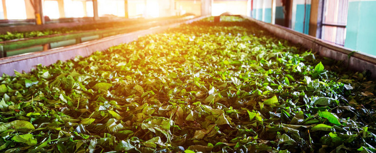 绿茶叶背景斯里兰卡一家工厂图片