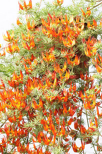大悬空火红的橙色灌木是热带莲花图片