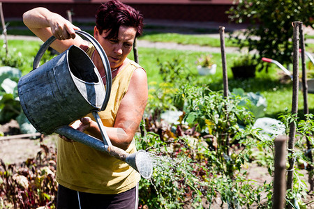 在花园里给蔬菜浇水的女人园丁在后院努力种植物农业和园艺活动图片