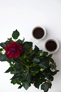 特写一株玫瑰植物和两杯黑咖啡图片