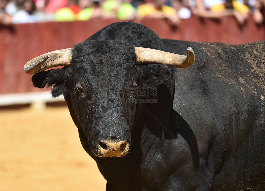 西班牙公牛在斗牛场奔跑图片
