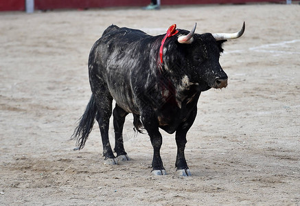 西班牙黑公牛图片