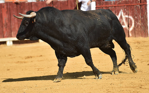 西班牙黑公牛图片
