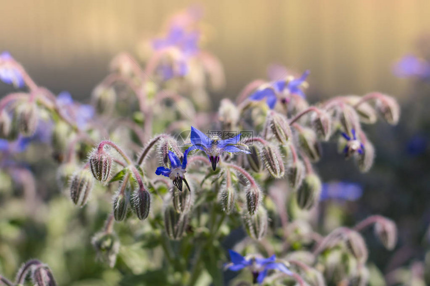 花园里的蓝色琉璃苣花图片