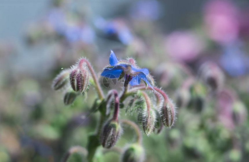 花园里的蓝色琉璃苣花图片