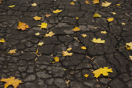 破裂的沥青上的秋天黄叶图片