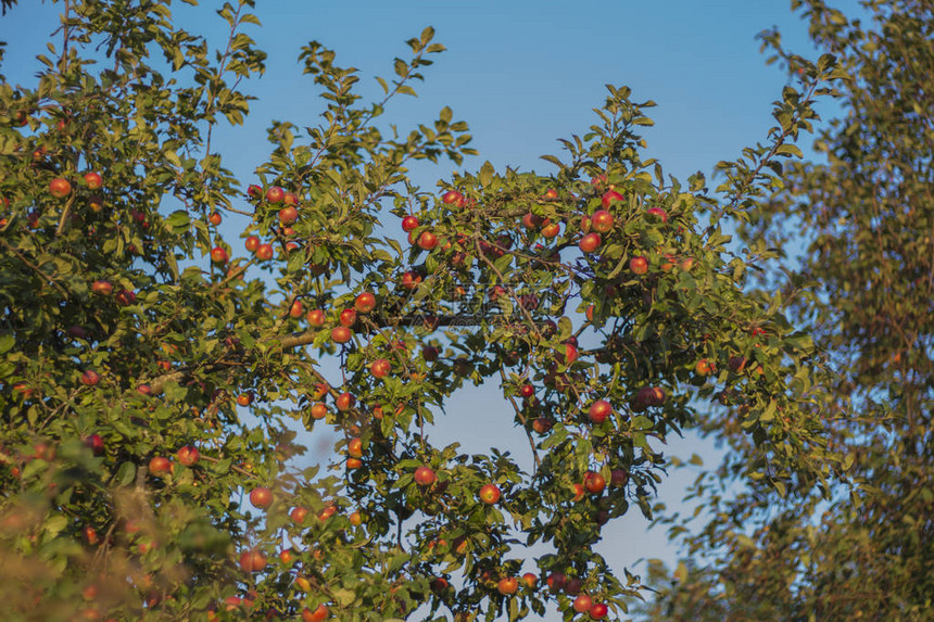 日落时蓝天空背景的苹果树上图片
