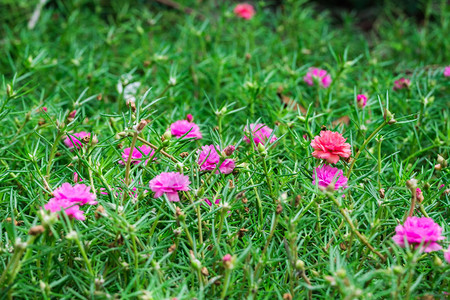 维尔多拉加常见的马齿苋VerdolagaPigweedPusley花园中的花朵背景
