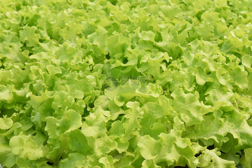 蔬菜水培系统新鲜蔬菜背景绿色橡木莴苣沙拉种植花园水培农场无土壤农业在温室有机植物中图片