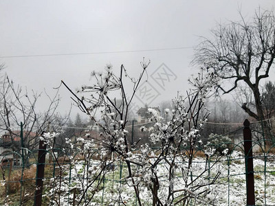 冬天村里第一场雪的美丽灰色背景图片