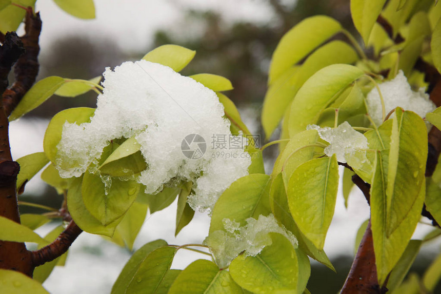 雪气候变化概念下的图片