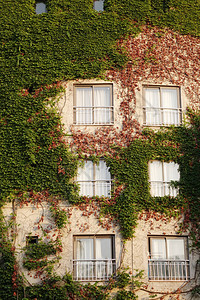绿色墙上有攀爬植物背景的白色窗口v图片