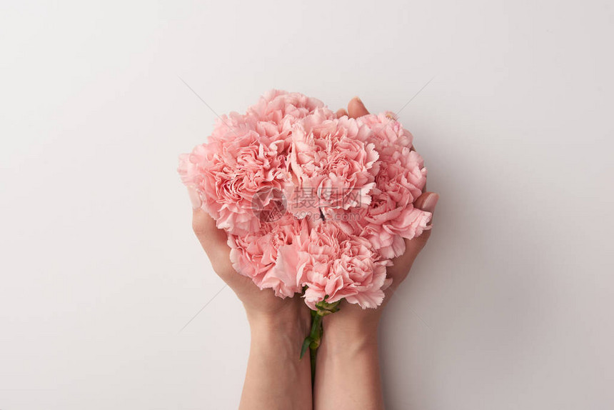 妇女拿着美丽的粉红康乃馨鲜花在图片