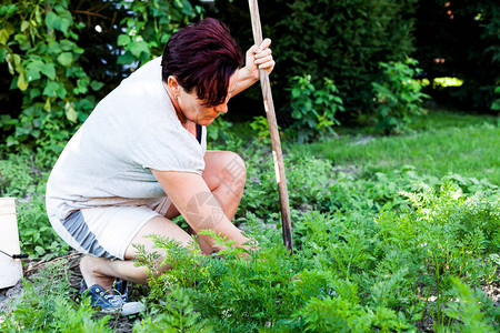 拿着木棍的女人勤劳的母亲耕种表土和清除杂草准备春季种植的土地园图片