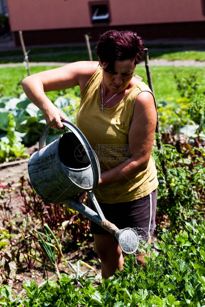 一个女人在菜园里给植物浇水园丁正在努力种植药草在后院种植庄图片