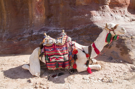 骆驼在古代佩特拉若尔达与奥图片