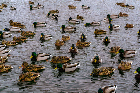 冬天下雪时一群野鸭子漂浮在水面上背景图片