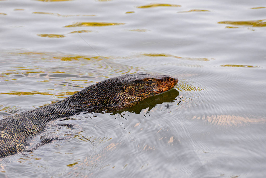 Varanussalvator亚洲水巨蜥在池塘里游泳图片