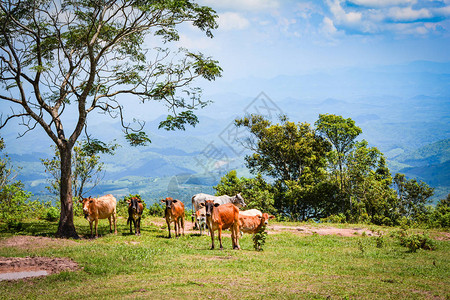 农场牛山亚洲泰国山上丘草地树和泥池图片